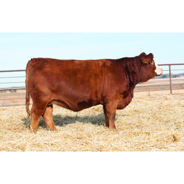 Beechinor Bros Simmentals