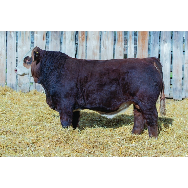 Terry Vernon and Sons