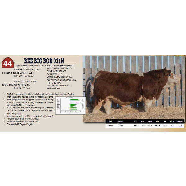 BEE BIG BOB 011N