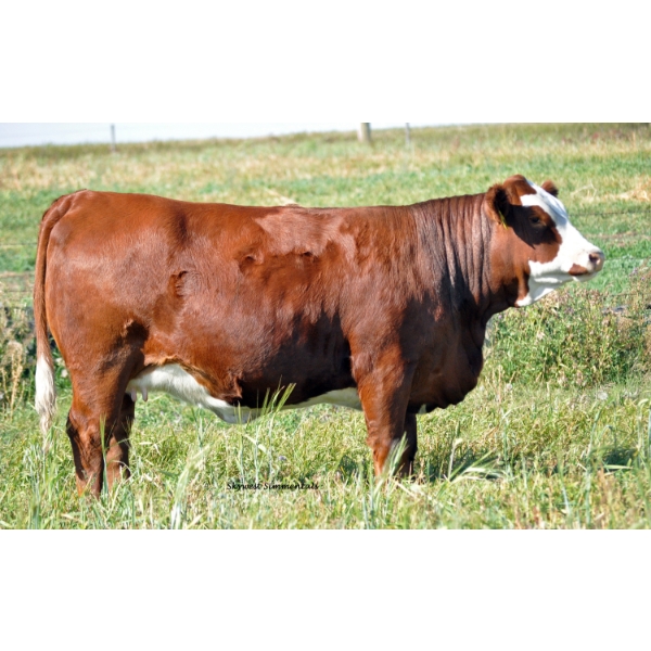 Skywest Simmentals