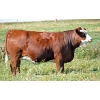 Image 1 : Skywest Simmentals