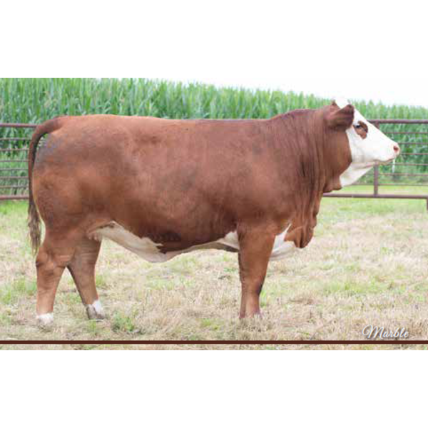 Century Simmentals
