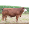 Image 1 : Century Simmentals