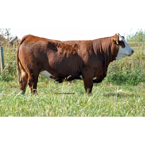 Skywest Simmentals