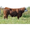 Image 1 : Skywest Simmentals