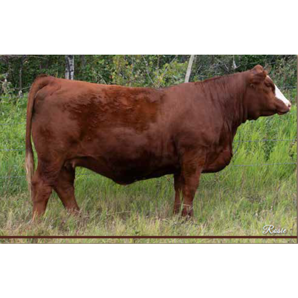 Red Top Livestock