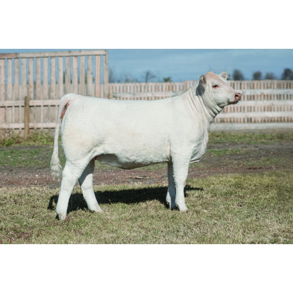 KG Land & Cattle  / TF Cattle Co Ltd