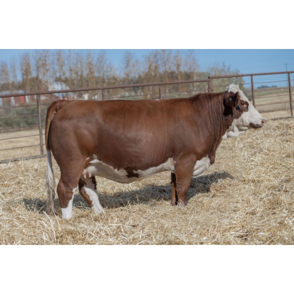 Beechinor Bros Simmentals