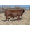 Image 1 : Beechinor Bros Simmentals