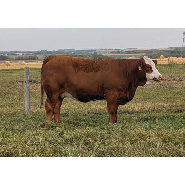 Skywest Simmentals