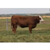 Image 1 : Skywest Simmentals