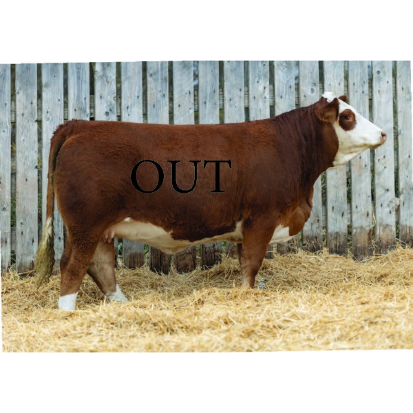LaBatte Simmentals