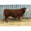 Image 1 : LaBatte Simmentals