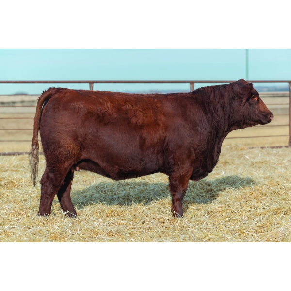 Beechinor Bros Simmentals