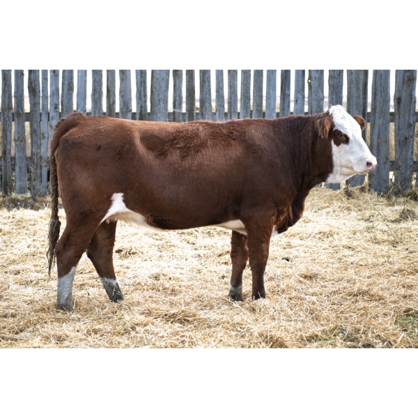 LAKEVIEW Monika 34M PFF