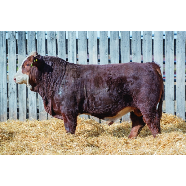 Okotoks Fleckvieh Group