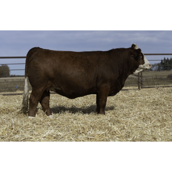 Beechinor Bros Simmentals