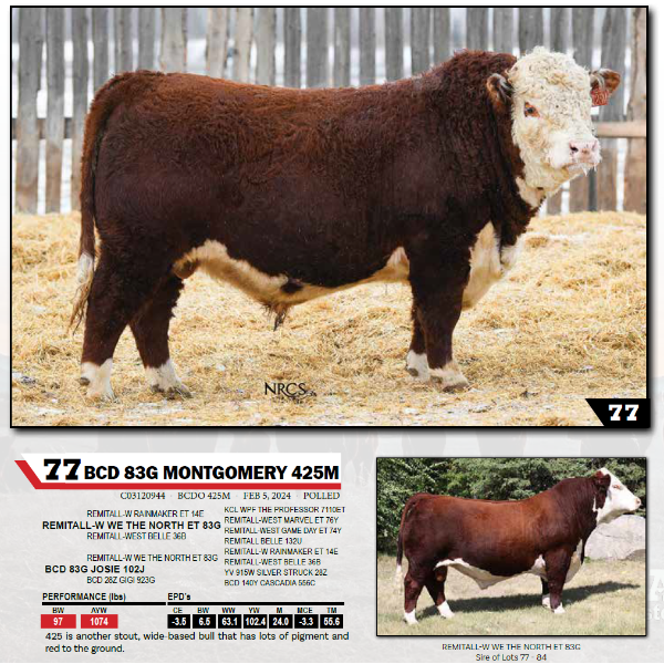 BCD 83G MONTGOMERY 425M 