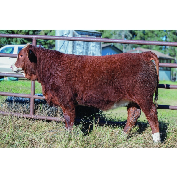 Diamond B Simmentals
