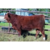 Image 1 : Diamond B Simmentals