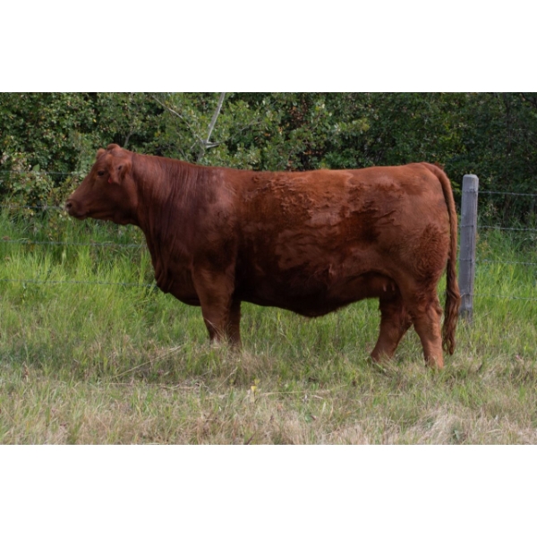 Red Top Livestock
