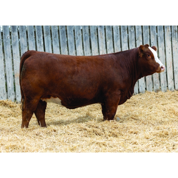 LaBatte Simmentals