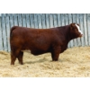 Image 1 : LaBatte Simmentals
