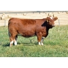 Image 1 : Skywest Simmentals