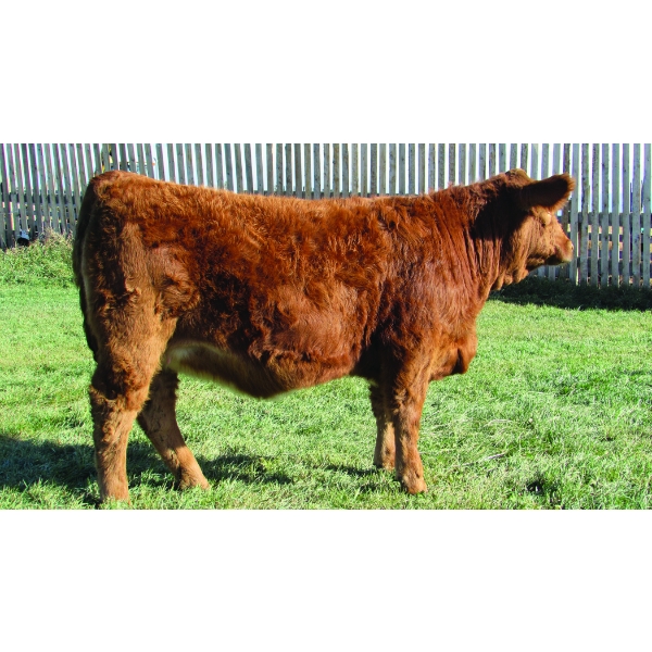 MCG Simmentals