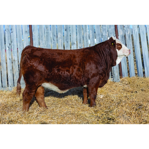 Bendall Cattle