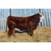 Image 1 : Bendall Cattle