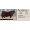 Image 1 : BEE BRUIN 996N