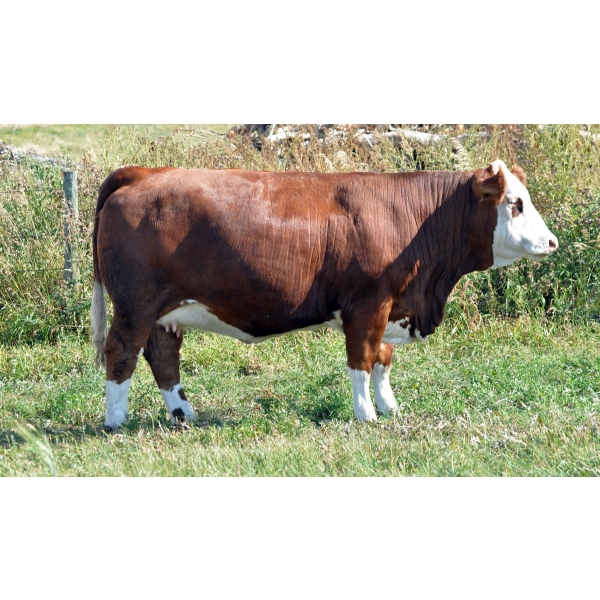 Skywest Simmentals