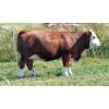 Image 1 : Skywest Simmentals