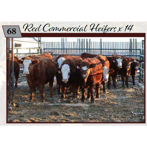 Commercial Heifers consigned by Tom & Terri Jamieson & Family