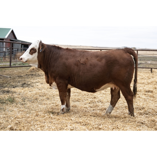 LAKEVIEW Macie 43M PFF