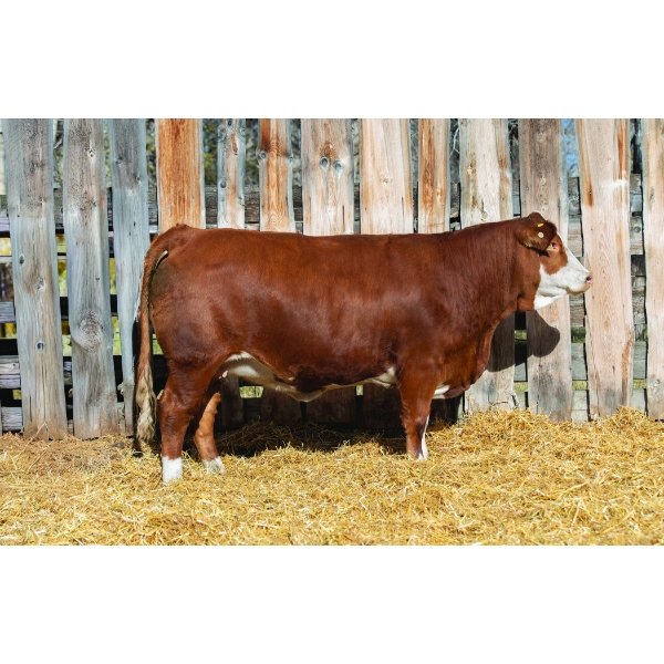 Terry Vernon and Sons