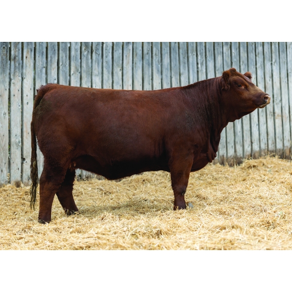 LaBatte Simmentals