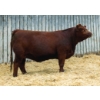 Image 1 : LaBatte Simmentals