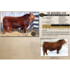 Image 1 : KZ Simmentals