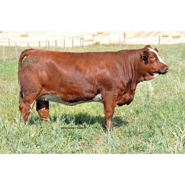 Skywest Simmentals
