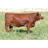 Image 1 : Skywest Simmentals