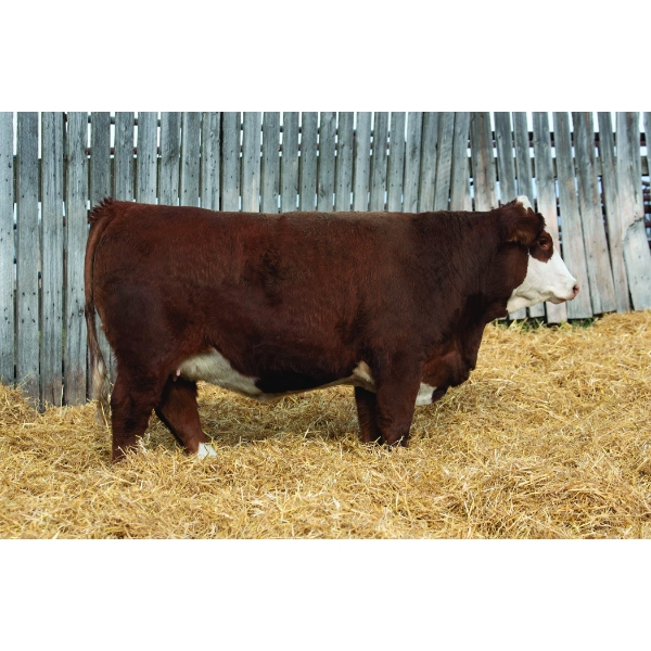 Okotoks Fleckvieh Group