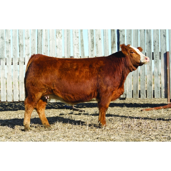 Pheasantdale Cattle Company