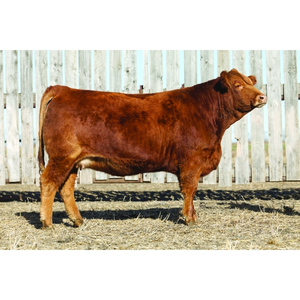 Silvercreek Simmentals