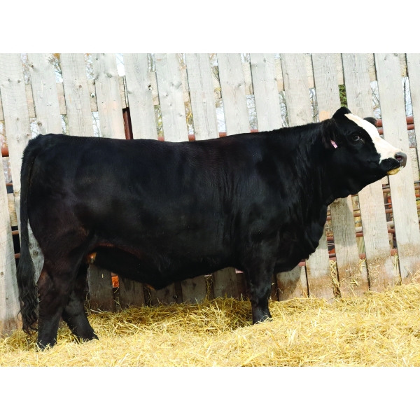 Back in Black Simmentals