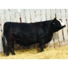 Image 1 : Back in Black Simmentals