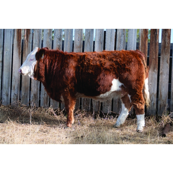 Jayshaw Simmentals