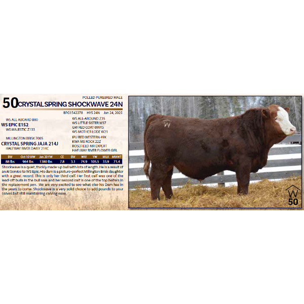 CRYSTAL SPRING SHOCKWAVE 24N 