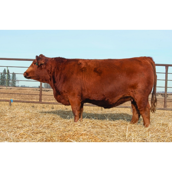 Beechinor Bros Simmentals